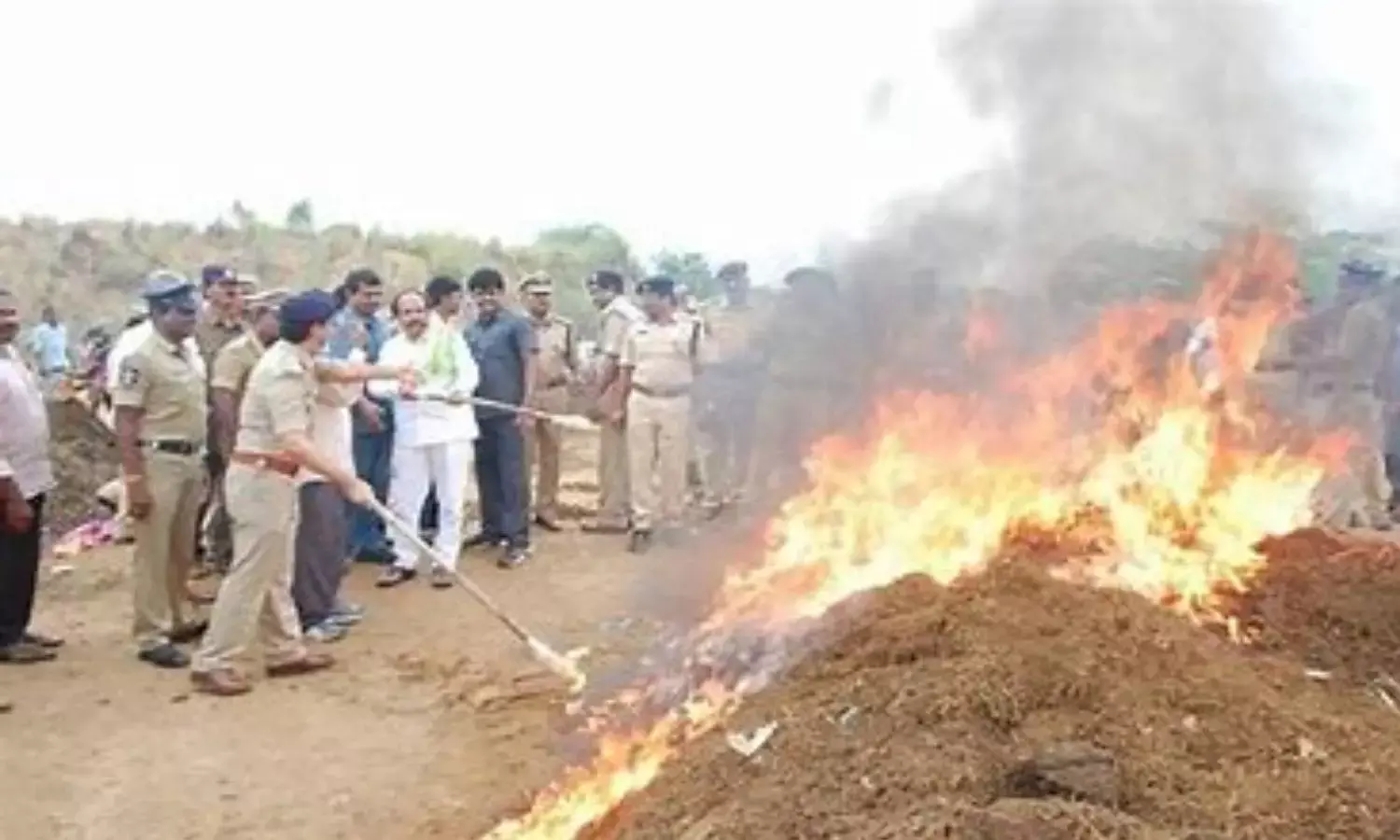 Ganja crop destroyed in Vizag agency area