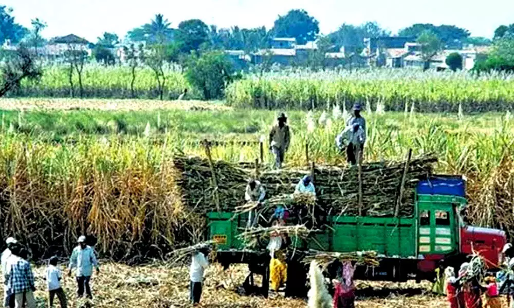Ethanol price hike under EBP to benefit sugarcane farmers