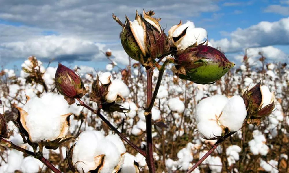 Rising cotton, yarn prices squeezing textile industry