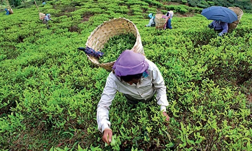 Declining prices: Focus on quality may save the day for tea producers