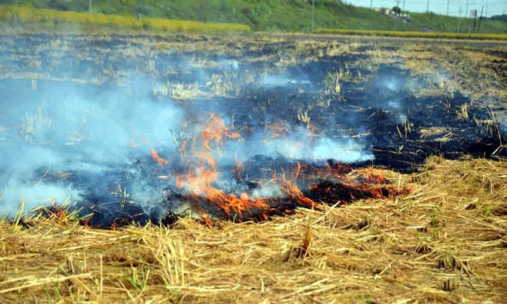 Incentivising farmers a solution to water down farm fire practice
