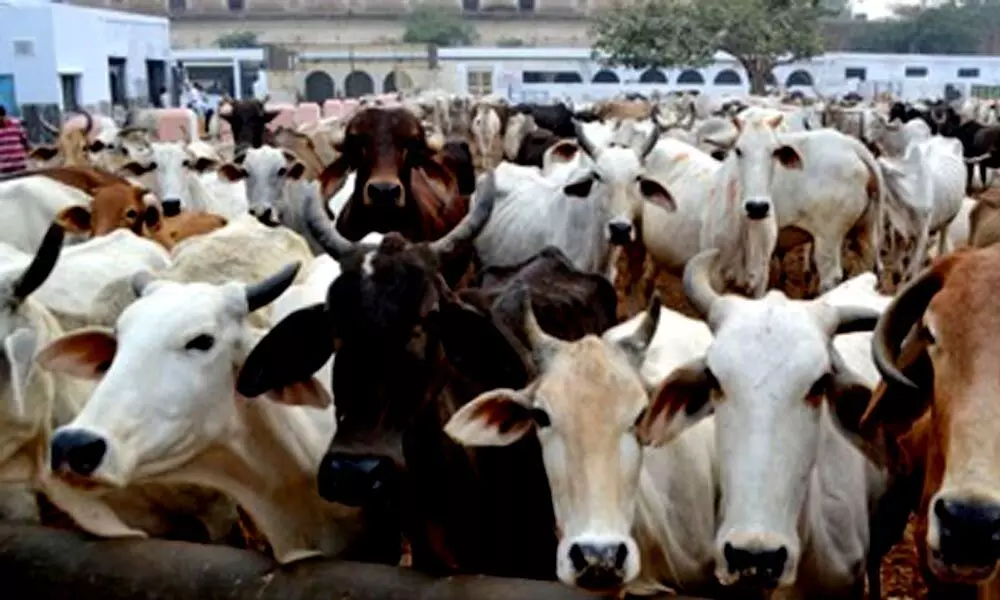 Karnataka minister’s ‘cow slaughter’ remark irks Congress