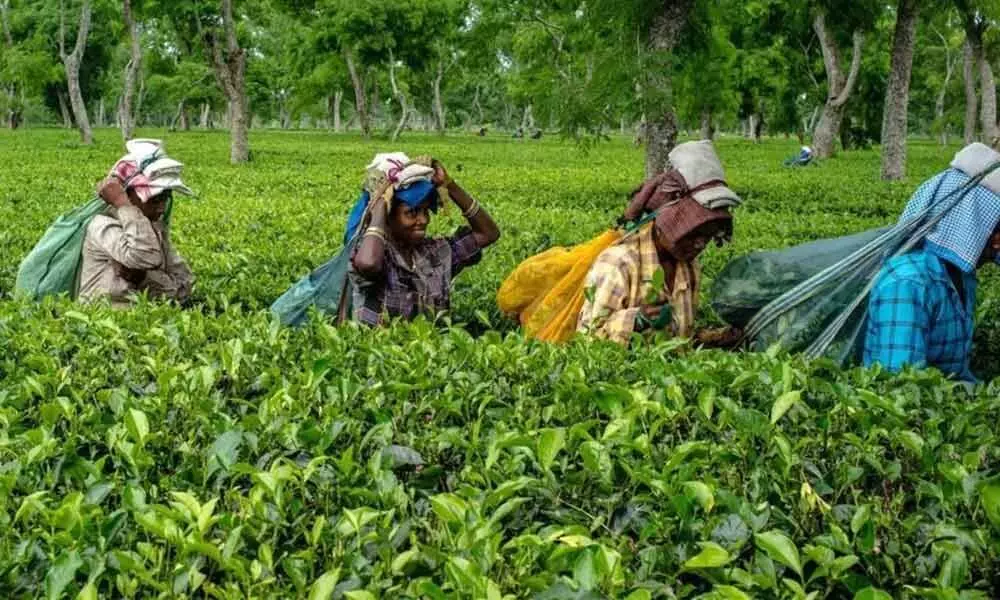 Can tea boards directive to stop blending of inferior tea help Indian tea regain its glory?