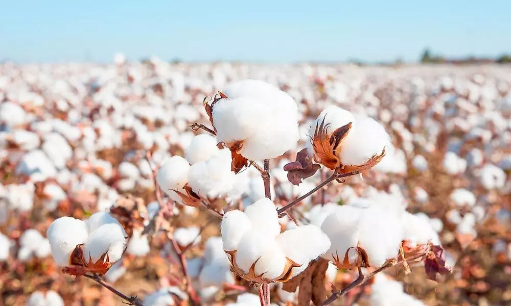 Will merger of Jute Corp with Cotton Corp resolve textile procurement issues?