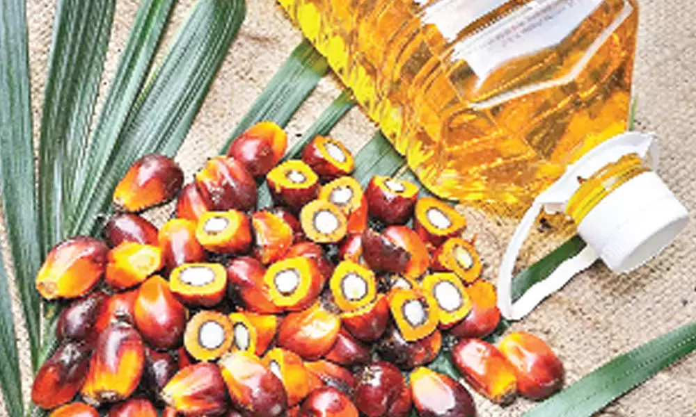 Crude palm oil prices at all-time high
