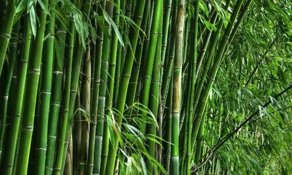 This Indian refinery all set to produce ethanol from bamboo