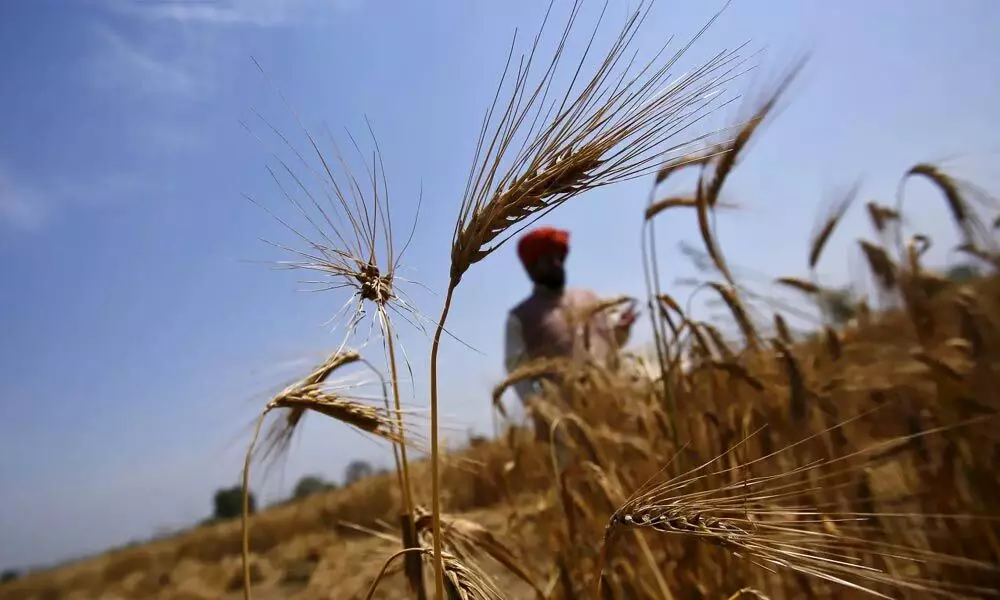 Ukraine crisis could make India a key wheat exporter