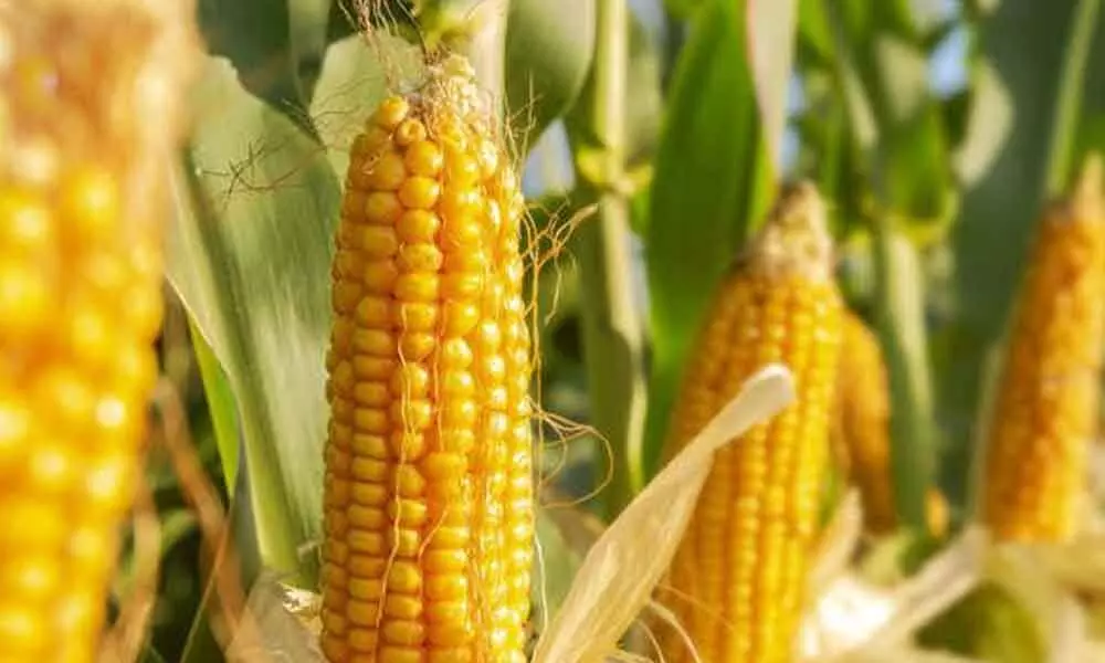 Maize exports rise 28.5% in Apr-Jan FY22