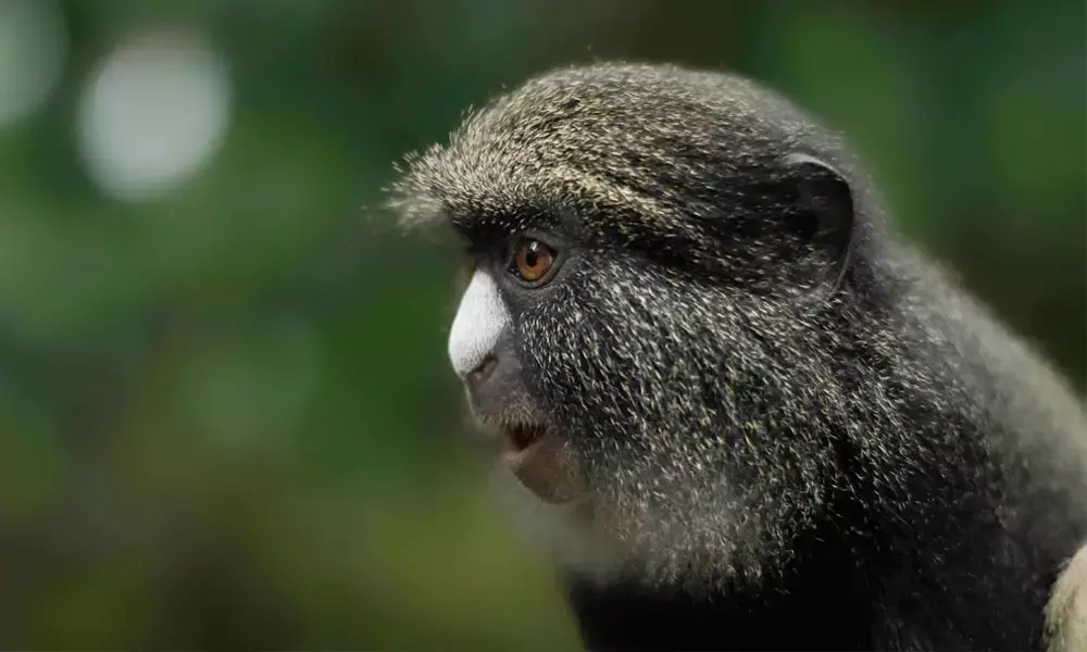 Humans inherited love for booze from monkeys!