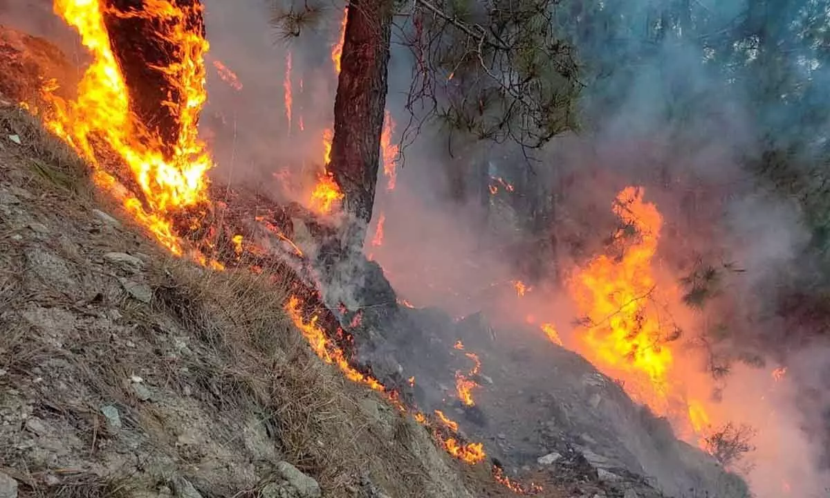 Wild fires posing threat to animals in Jharkhand