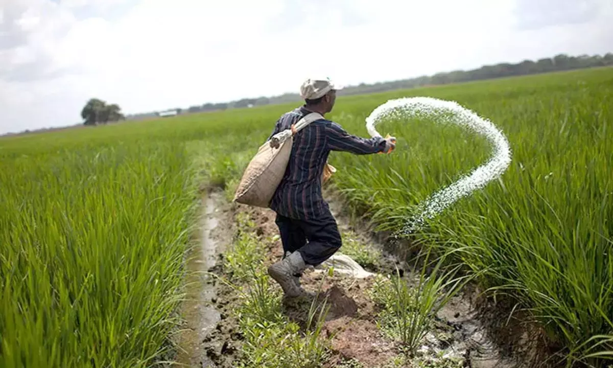Price Woes: Fertiliser subsidy bill set to touch Rs 1.65 lk cr
