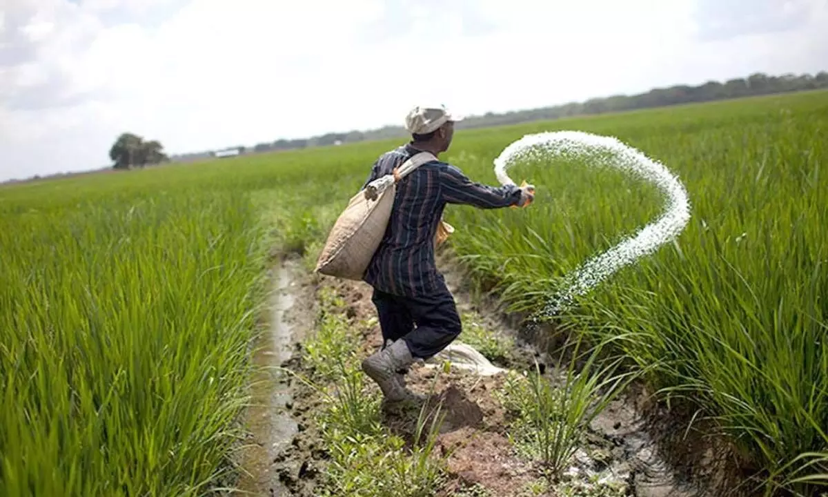 Price Woes: Fertiliser subsidy bill set to touch Rs 1.65 lk cr