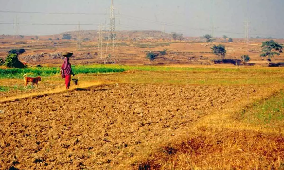 How traditional seeds can make agriculture climate resilient