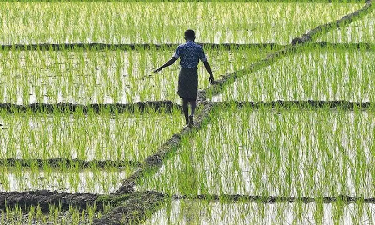 Agri, allied sectors can bolster $5-trn economy drive
