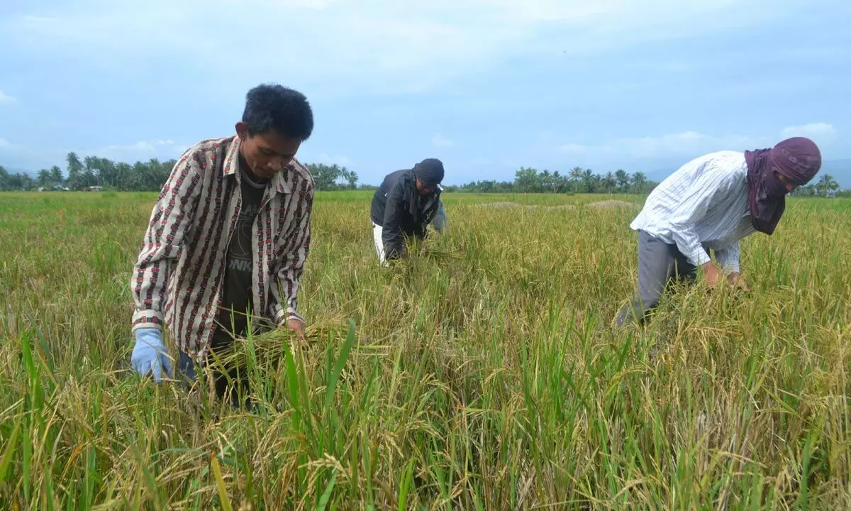 How agriculture could resolve Indias unemployment crisis