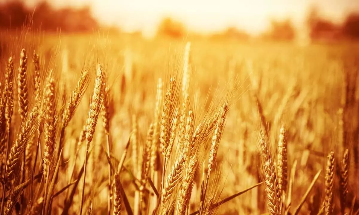 Climate change, heat wave affects Indias wheat yields, snags export plans