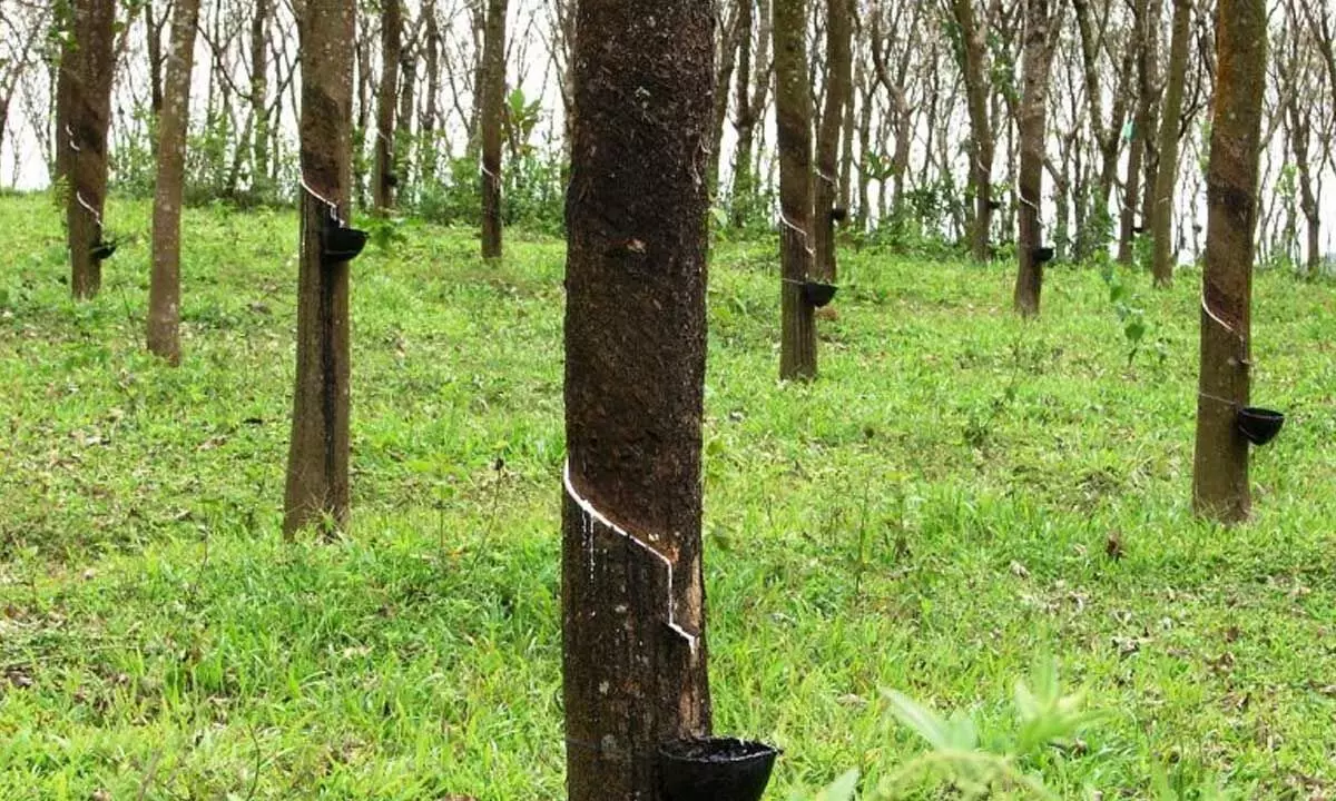Rubber growers of North-East have a lesson for other States Rubber growers of North-East have a lesson for other States