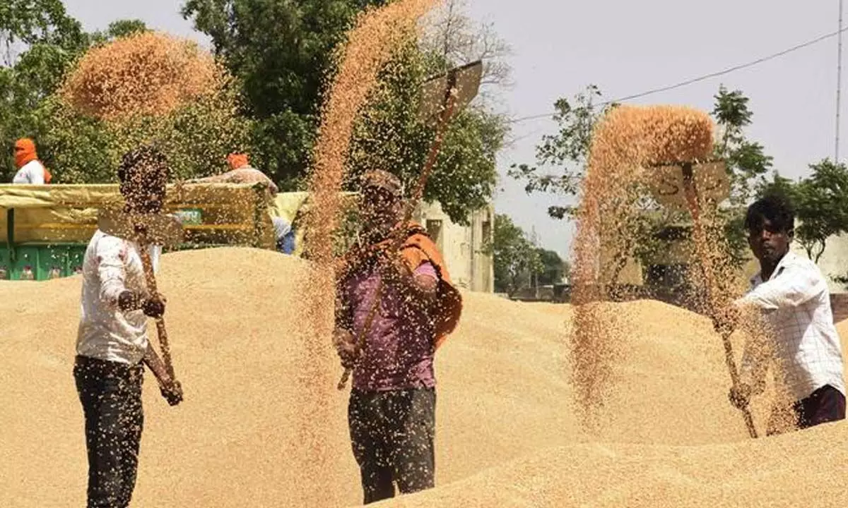 Centre fixes 320 lakh tonnes wheat procurement target, 6 lakh tonnes for millets