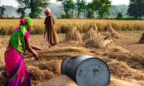 Centre bans wheat export