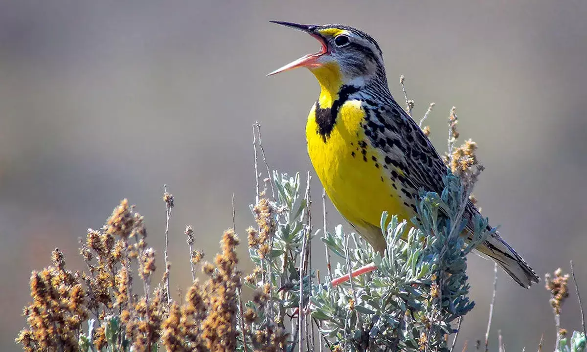 Why declining birds’ population should worry all of us