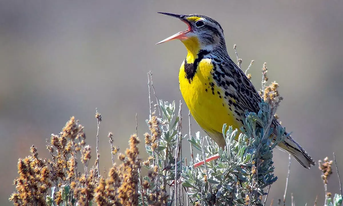 Why declining birds’ population should worry all of us