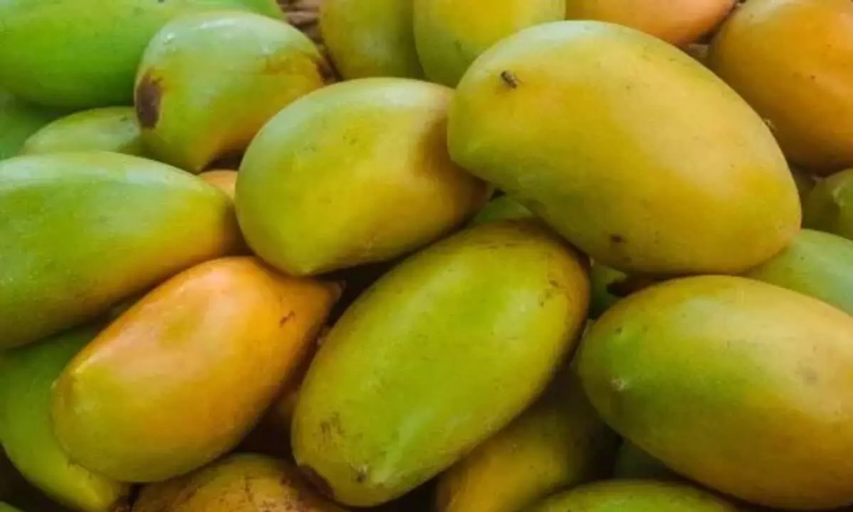 This summer tell if mangoes are ripened with chemicals: Heres how