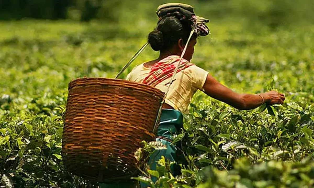 Tea sector unhappy over total negligence in Union Budget