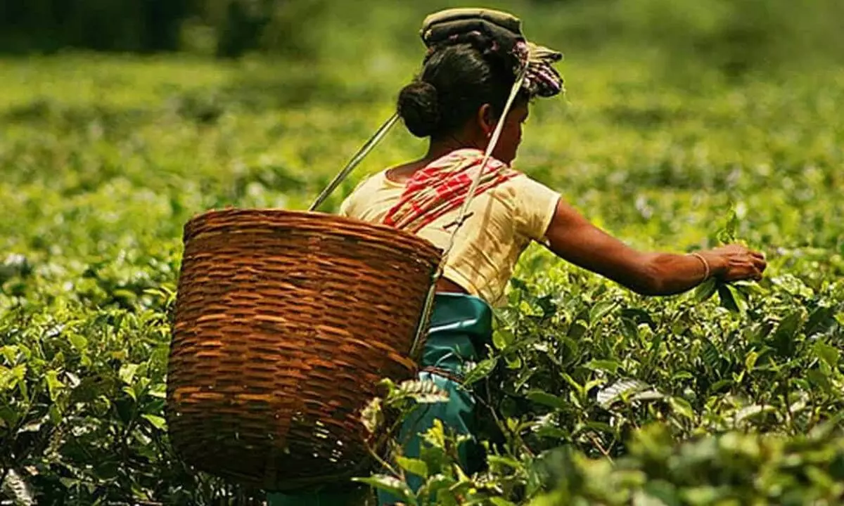 Tea sector unhappy over total negligence in Union Budget
