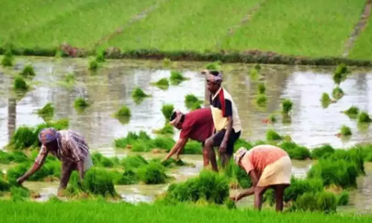 How DSR technique could make paddy sowing more sustainable