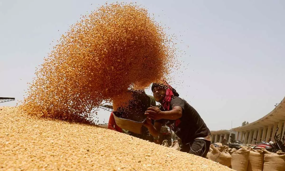 Govt imposes stock limits on wheat till March 2024