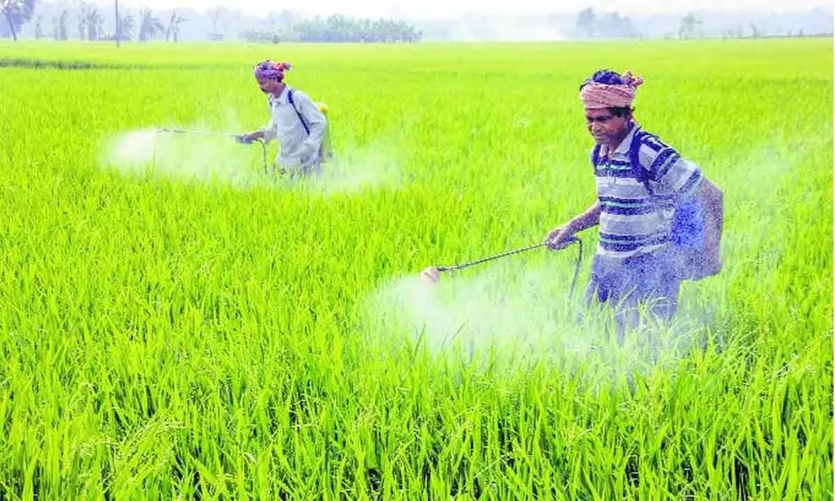 Spurious pesticides hitting agri hard Spurious pesticides hitting agri hard