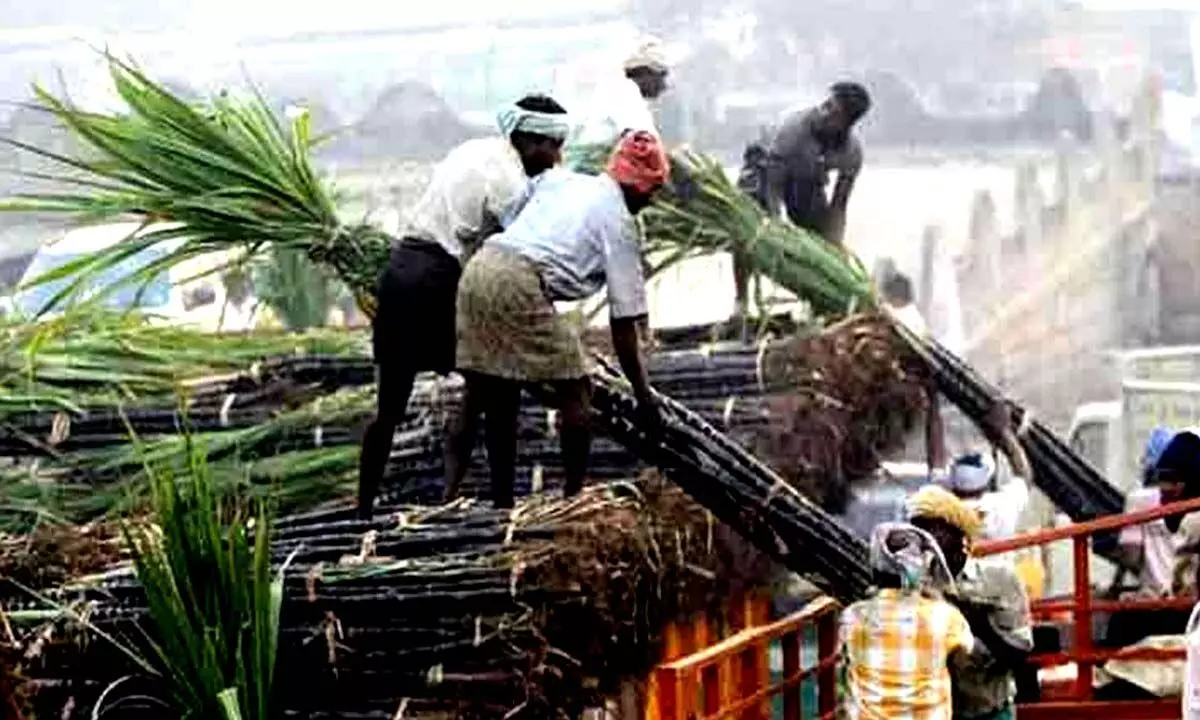 Sweet news: India set for record sugar output