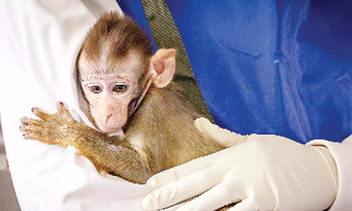 Can researchers develop vaccines without monkeys?