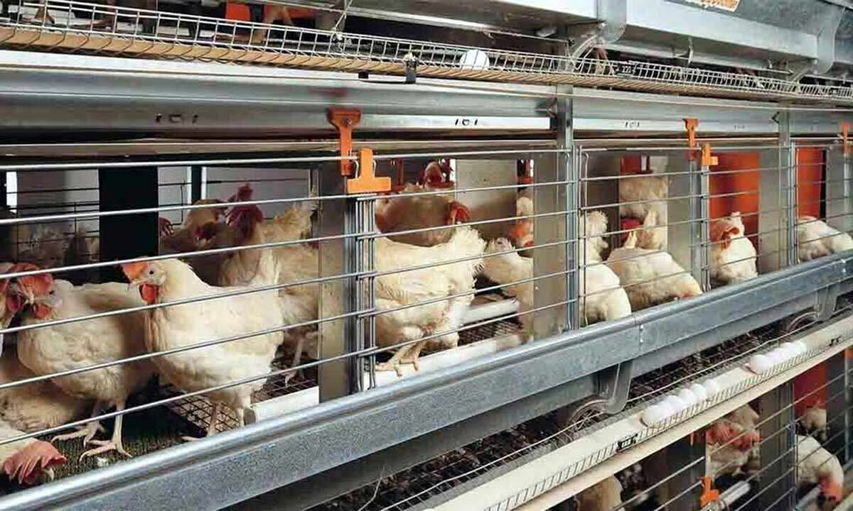 How safe is the chicken youre eating?