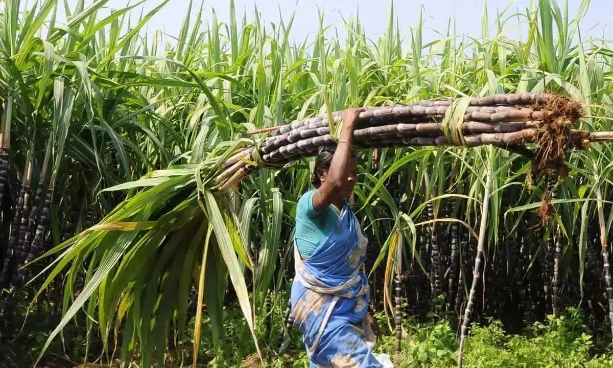 UP govt raises sugarcane MSP by Rs 20 for all categories