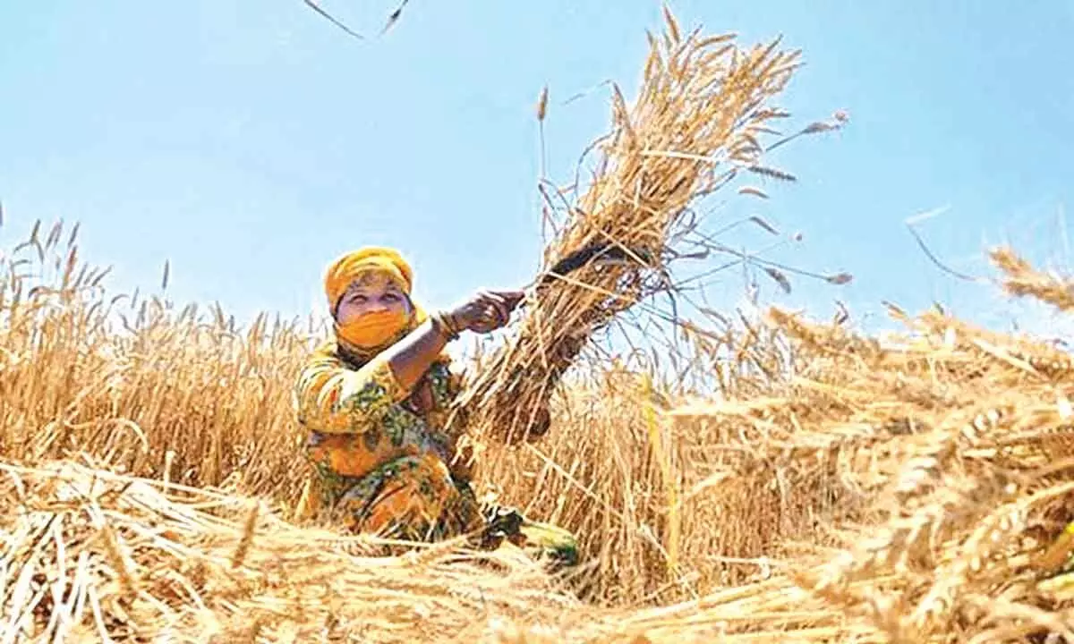DGFT issues RCs for 1.6 MT wheat export