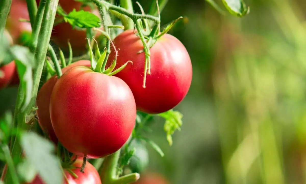 Tomato emerges one of major off-season cash crops in Himachal