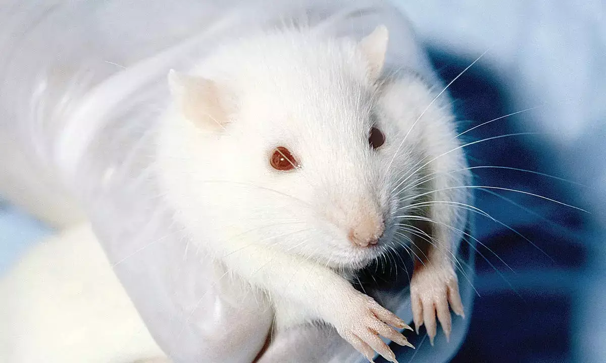 PETA’s grant a boost to animal-free methods for toxicology testing