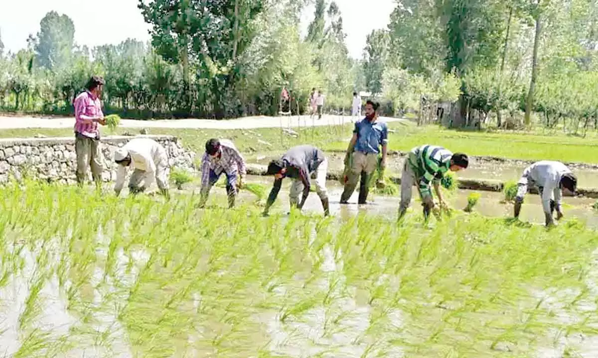 Only 50% farmers benefitted from farm loan waivers since 2014: Report