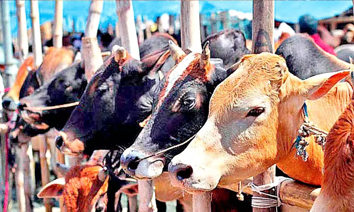 Centre for creating new bovine breeds