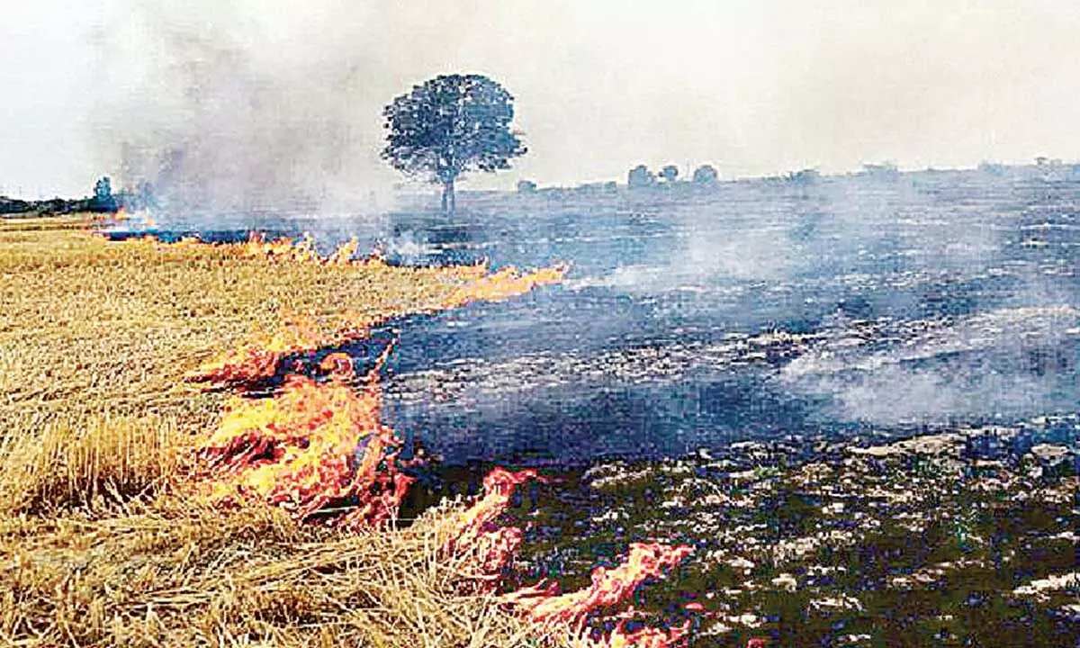 Cash incentives: A way to curb stubble burning