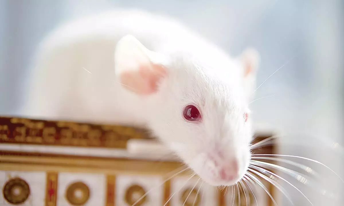PETA urges CPCSEA to make database of non-animal experimentation method