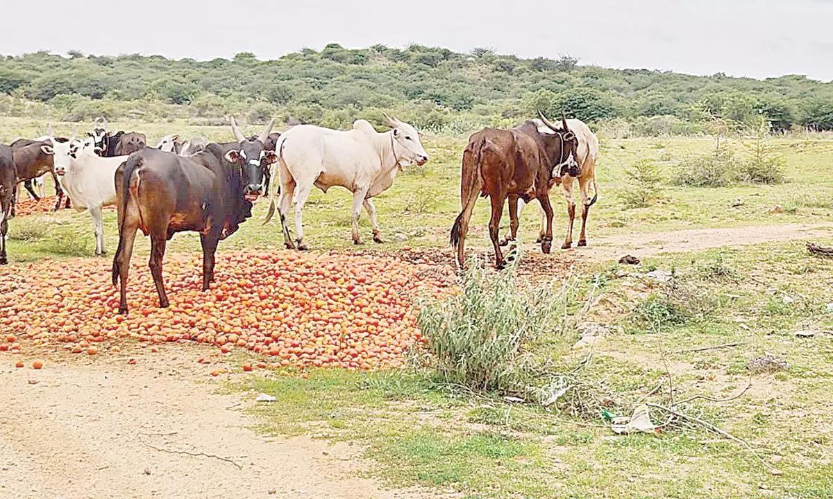 Tomato farmers go for distress sale in AP