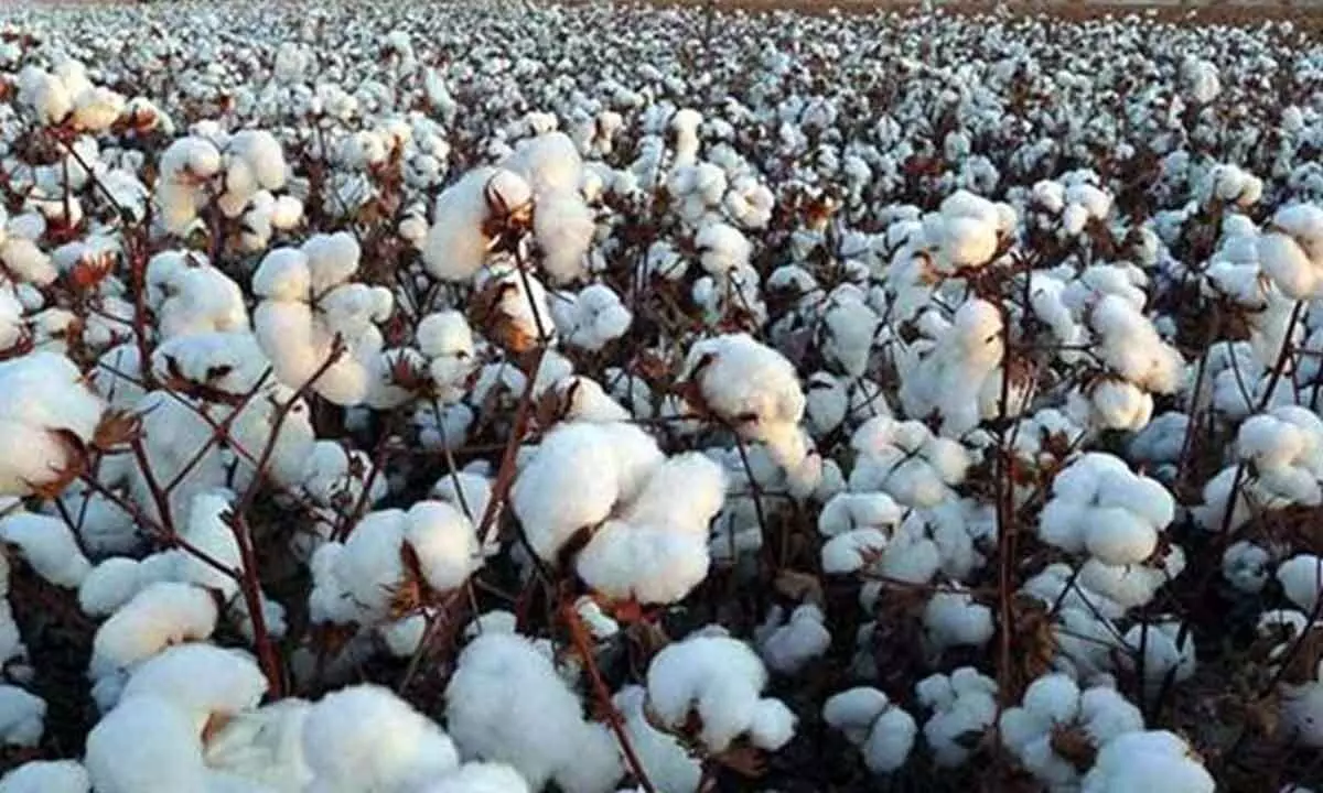 Punjab to see lower cotton production this season