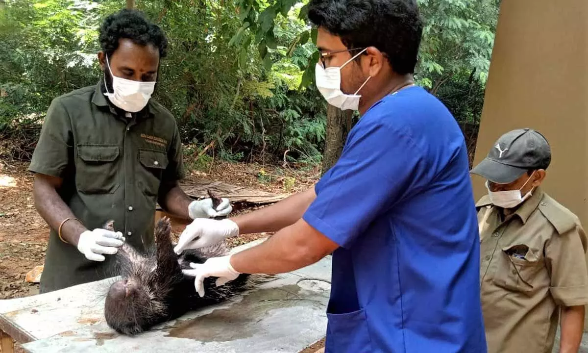 RINL rescues injured porcupine