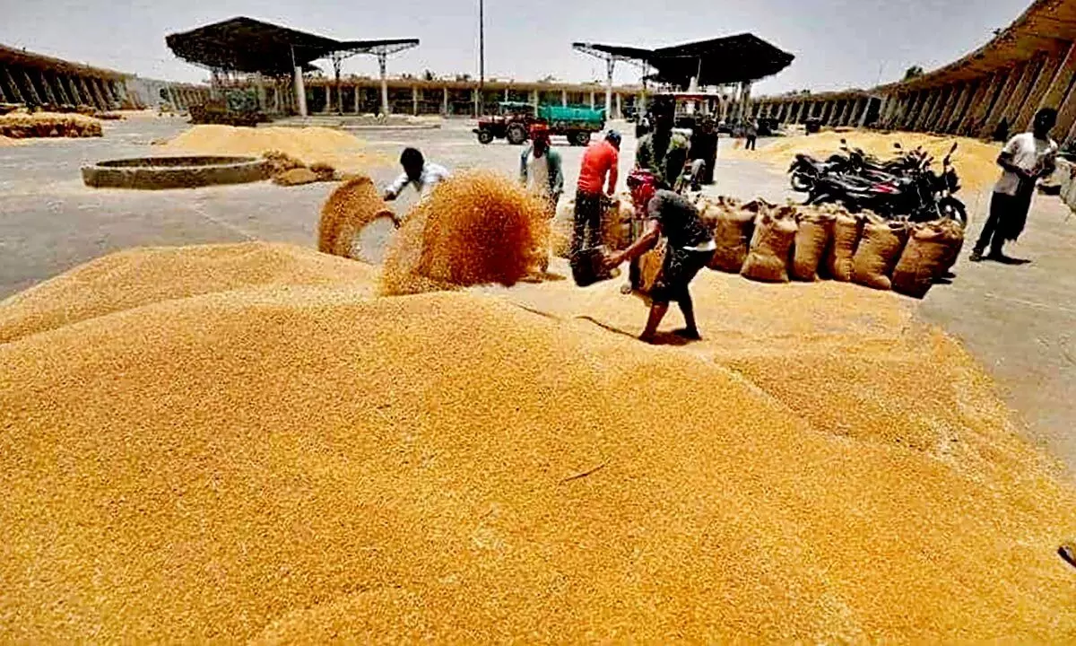Govt auctions 5 lakh metric tonnes of wheat