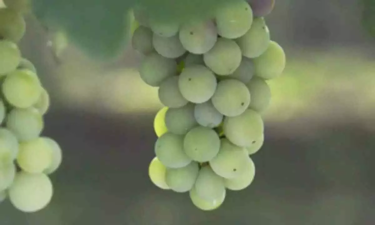Grape export subsidy withdrawal leaves a sour taste