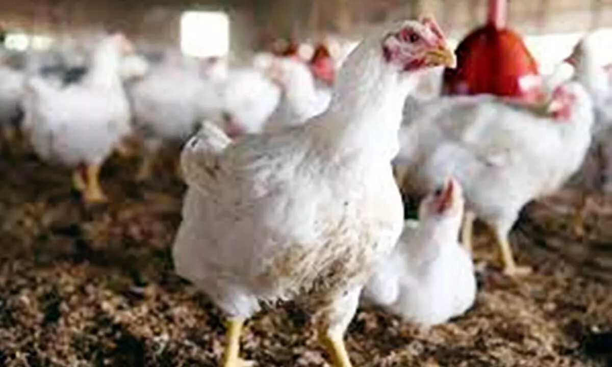 Centre alerts States, UTs on avian flu