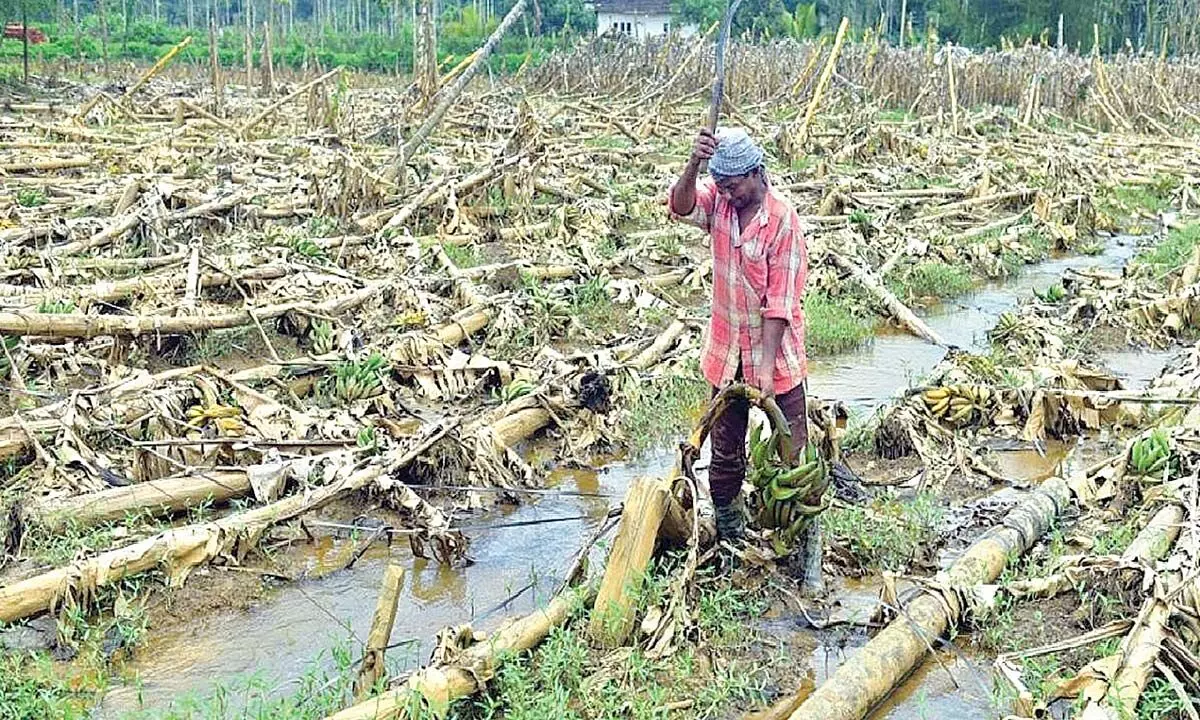 Shifting weather patterns making farming unviable