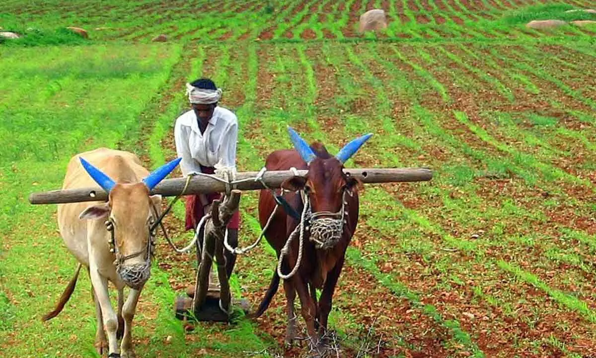 TN allocates Rs 2,339 cr as farm insurance subsidy